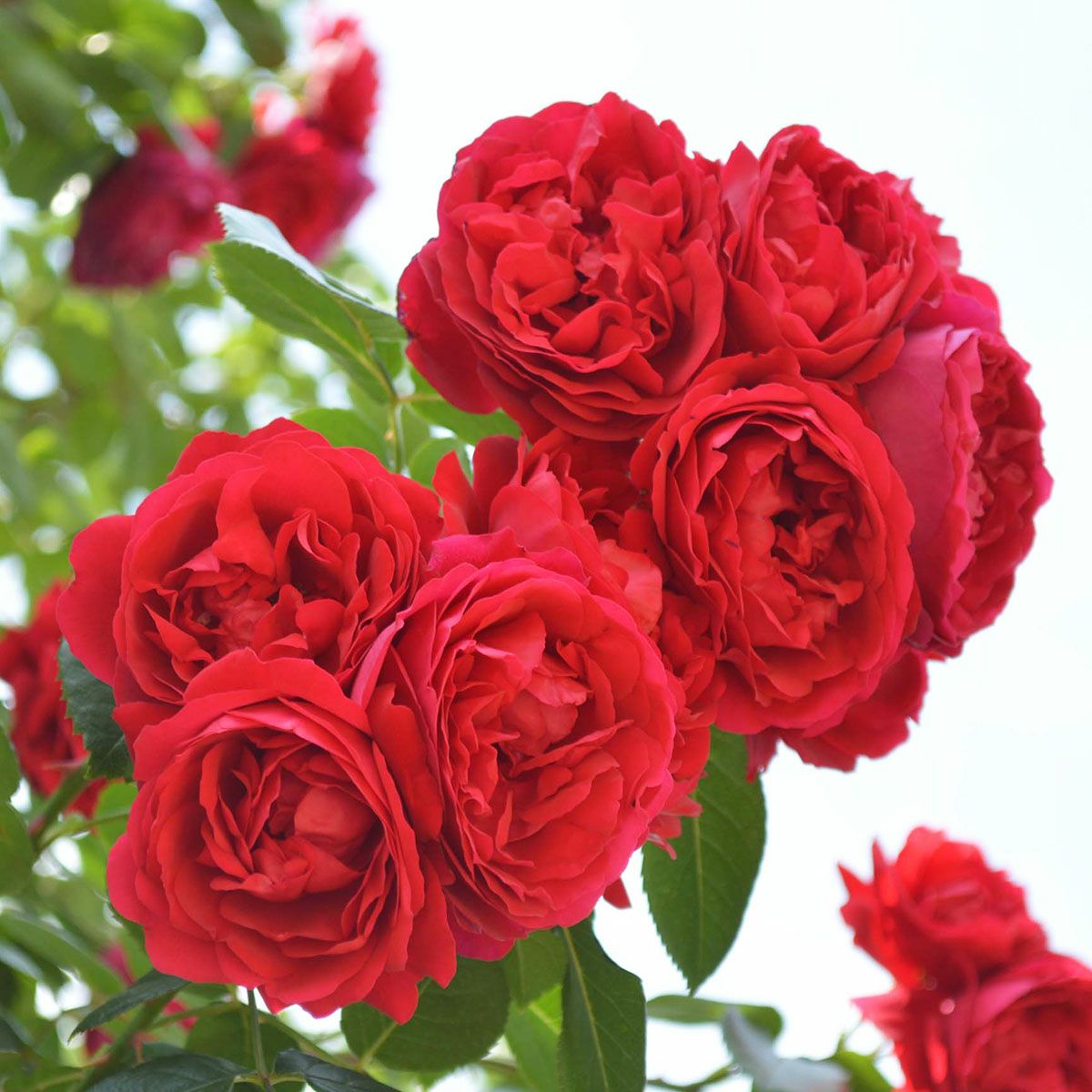 バラ苗 【フロレンティーナ】 (大苗) つるバラ 一季咲き 中輪 赤系