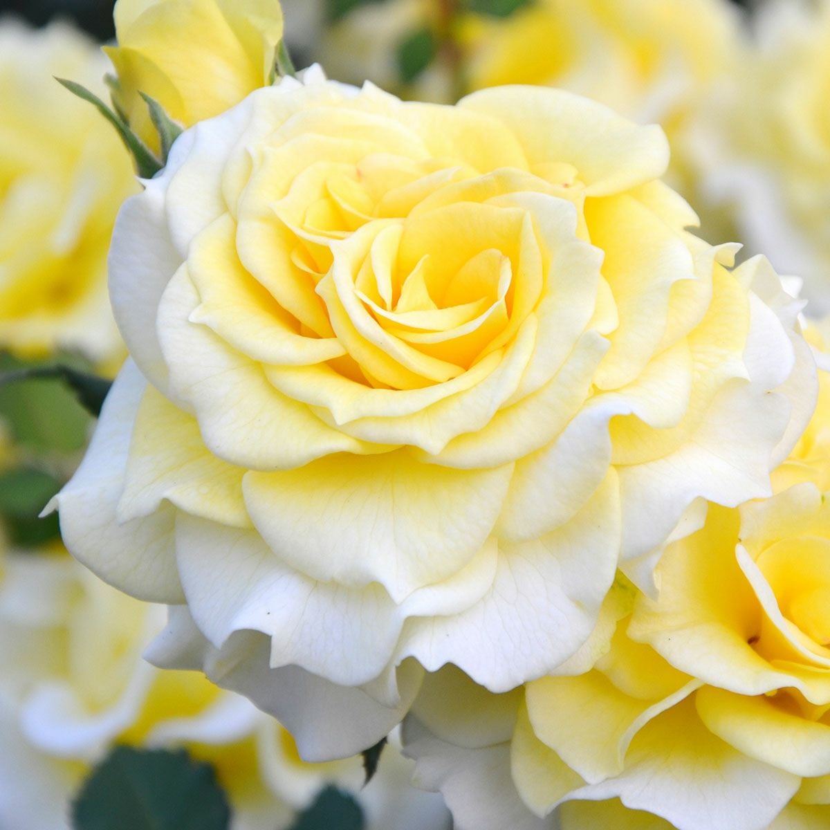 バラ苗 【ラルーチェ】 (大苗) フロリバンダ 四季咲き 大輪 黄色系