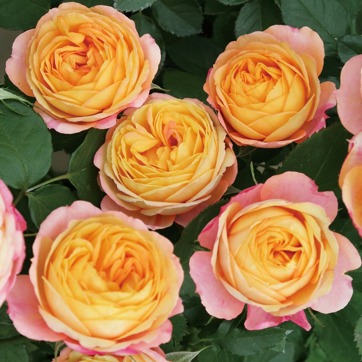 バラ苗 希少 大輪 オレンジ系 5号鉢 オレンジ系のバラ | THE ROSE SHOP｜バラ専門店 ザローズショップ 本店