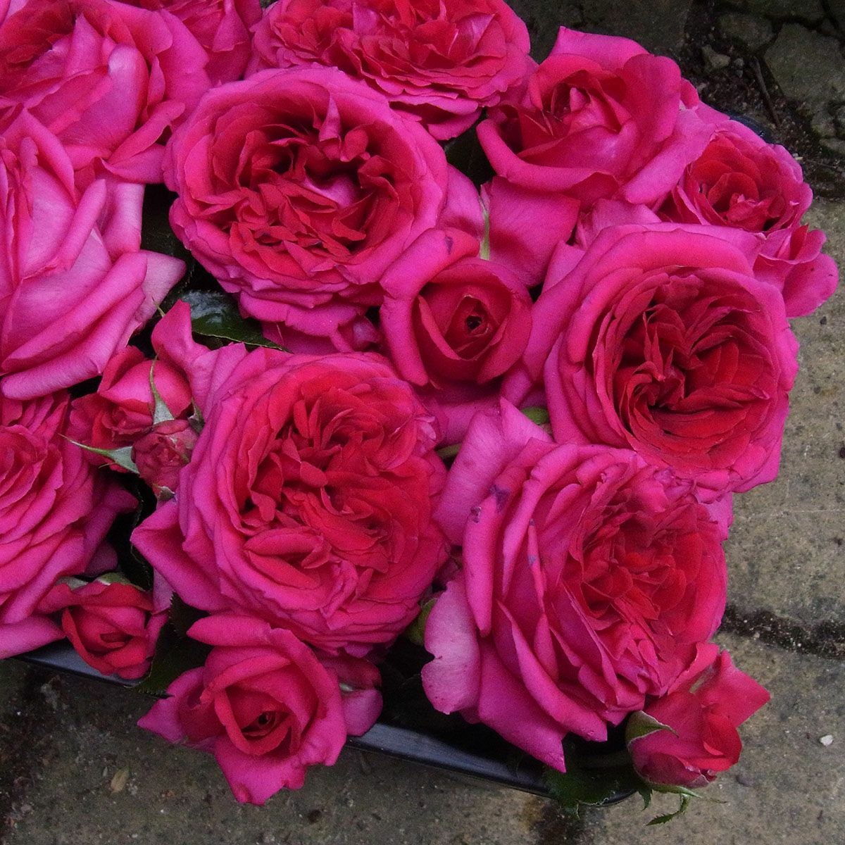 バラ苗 【レジスマルコン】 (新苗植え替え) ハイブリッドティー