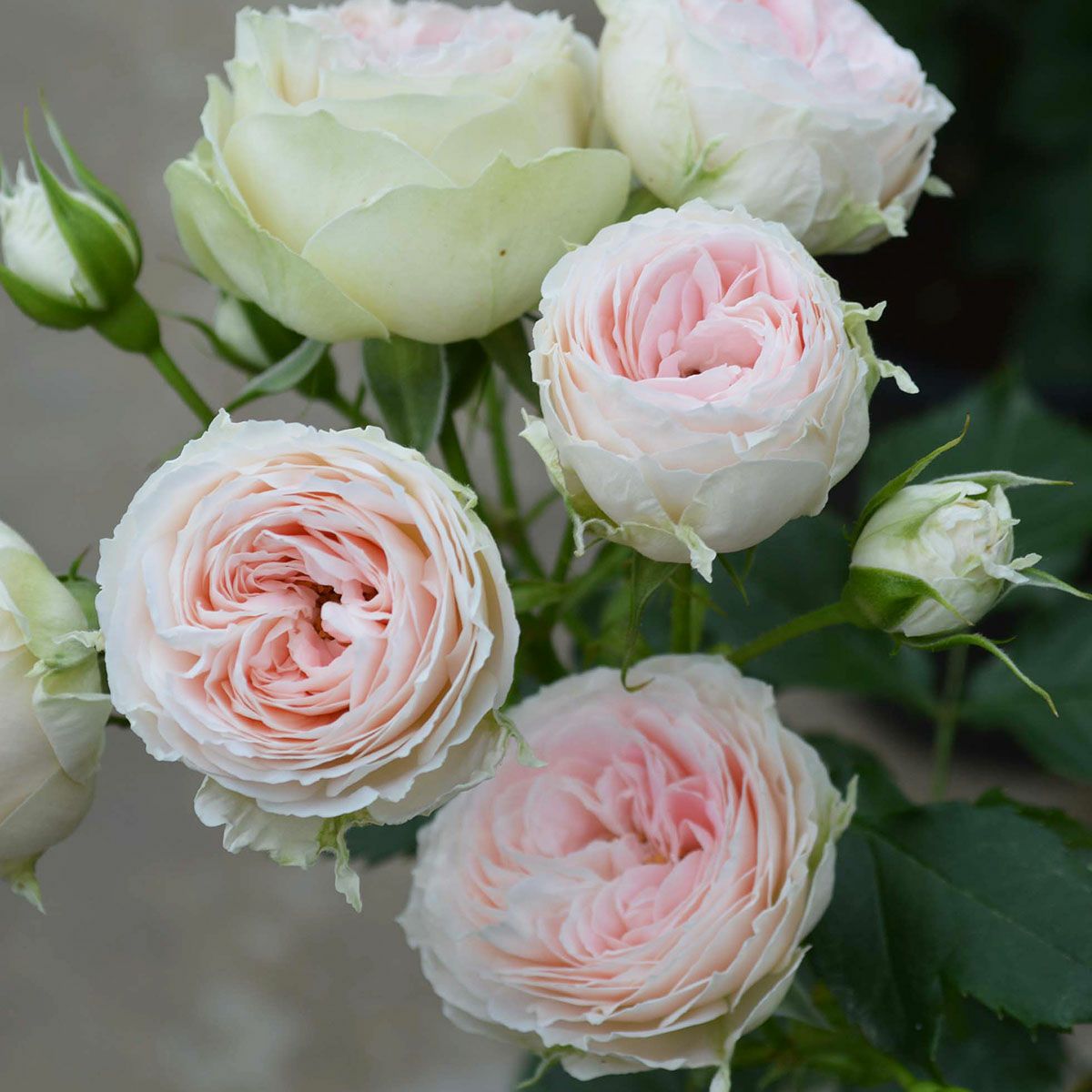 予約苗 バラ苗 【パシュミナ】 (大苗裸苗) フロリバンダ 四季咲き 中輪