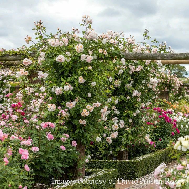 バラ苗ザレディオブザレイク