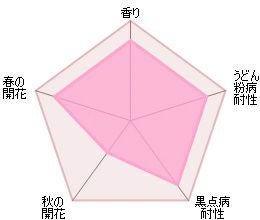 バラ苗チャールズダーウィン