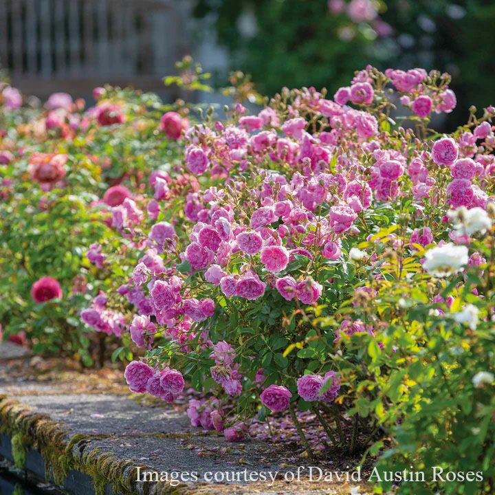 バラ苗ハーロウカー