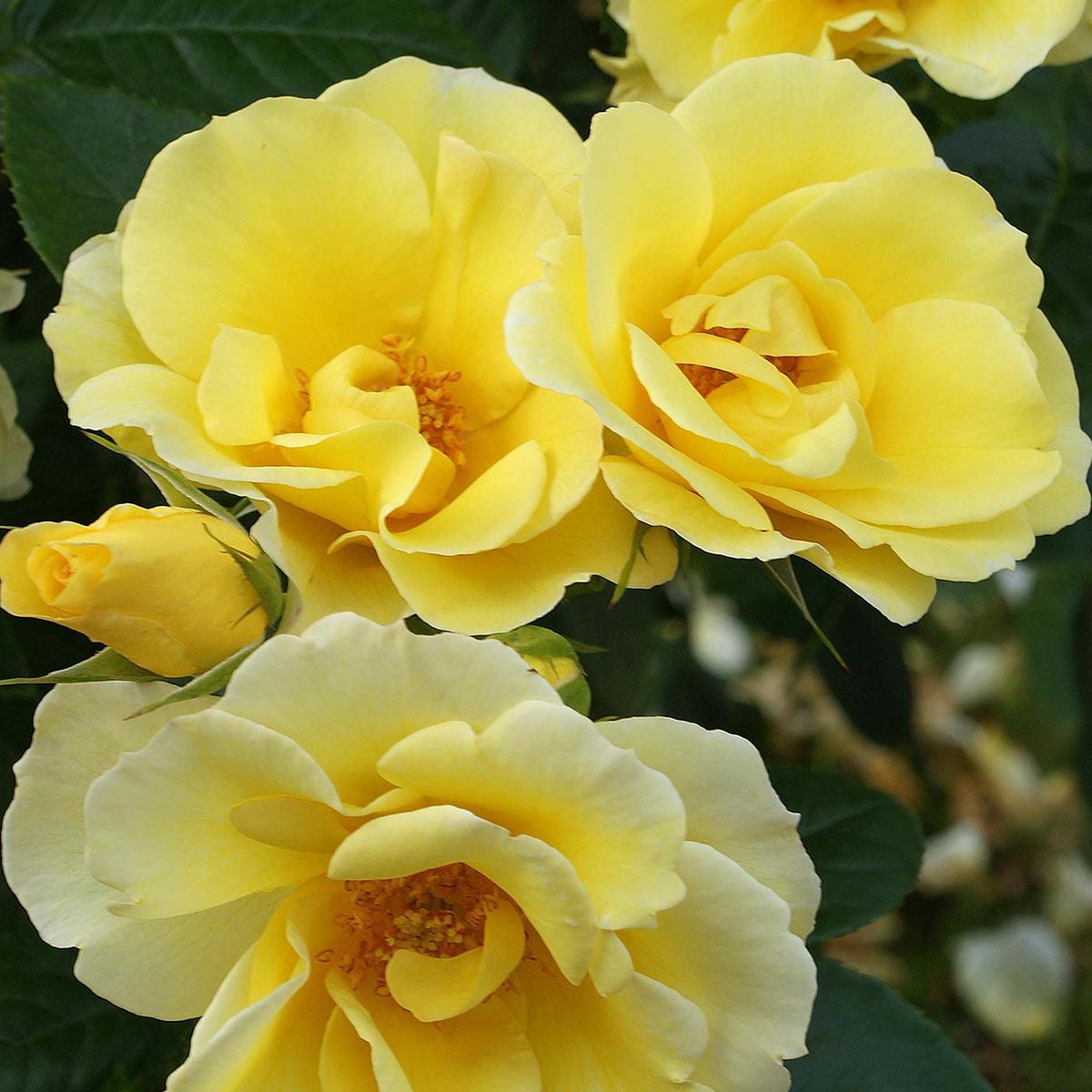 バラ苗 【つるスマイリーフェイス】 (大苗) つるバラ 返り咲き 大輪