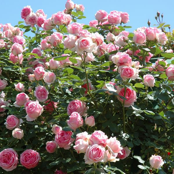 つるヒストリー