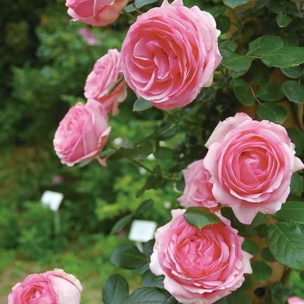 つるヒストリー