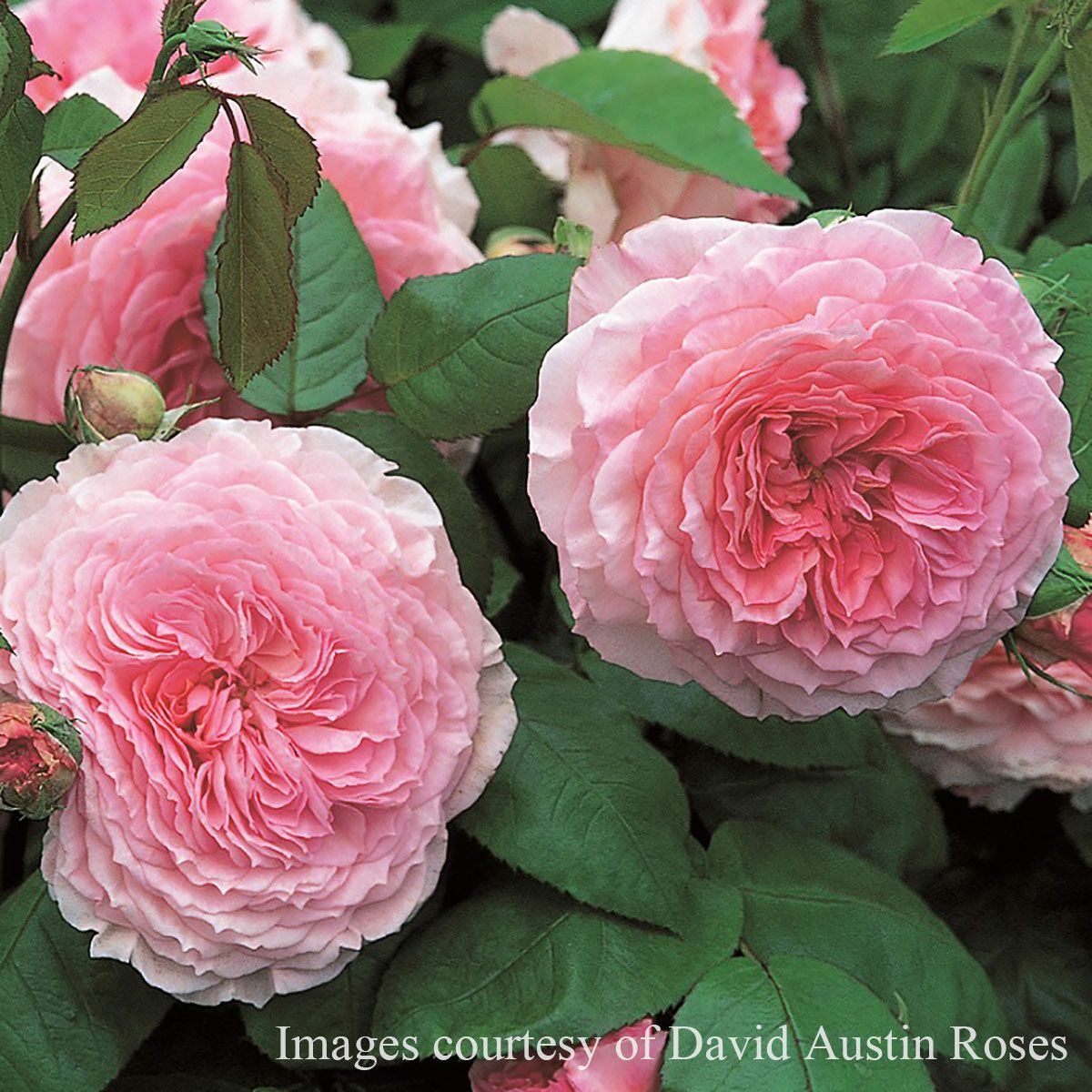 バラ苗 【ジェームズギャルウェイ】 (大苗) つるバラ ピンク系