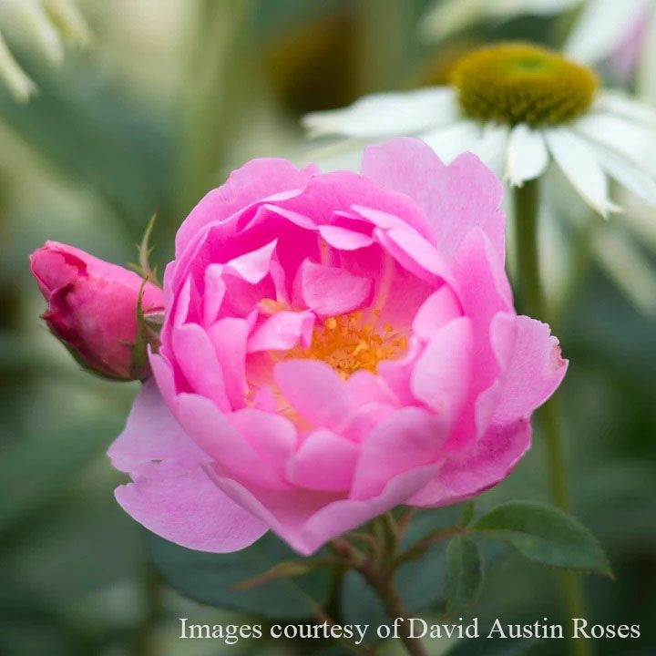予約苗 バラ苗 【スカイラーク】 (大苗裸苗) シュラブ 半つる性