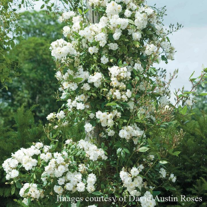 バラ苗 【スノーグース】 (大苗) シュラブ 半つる性 返り咲き 小輪