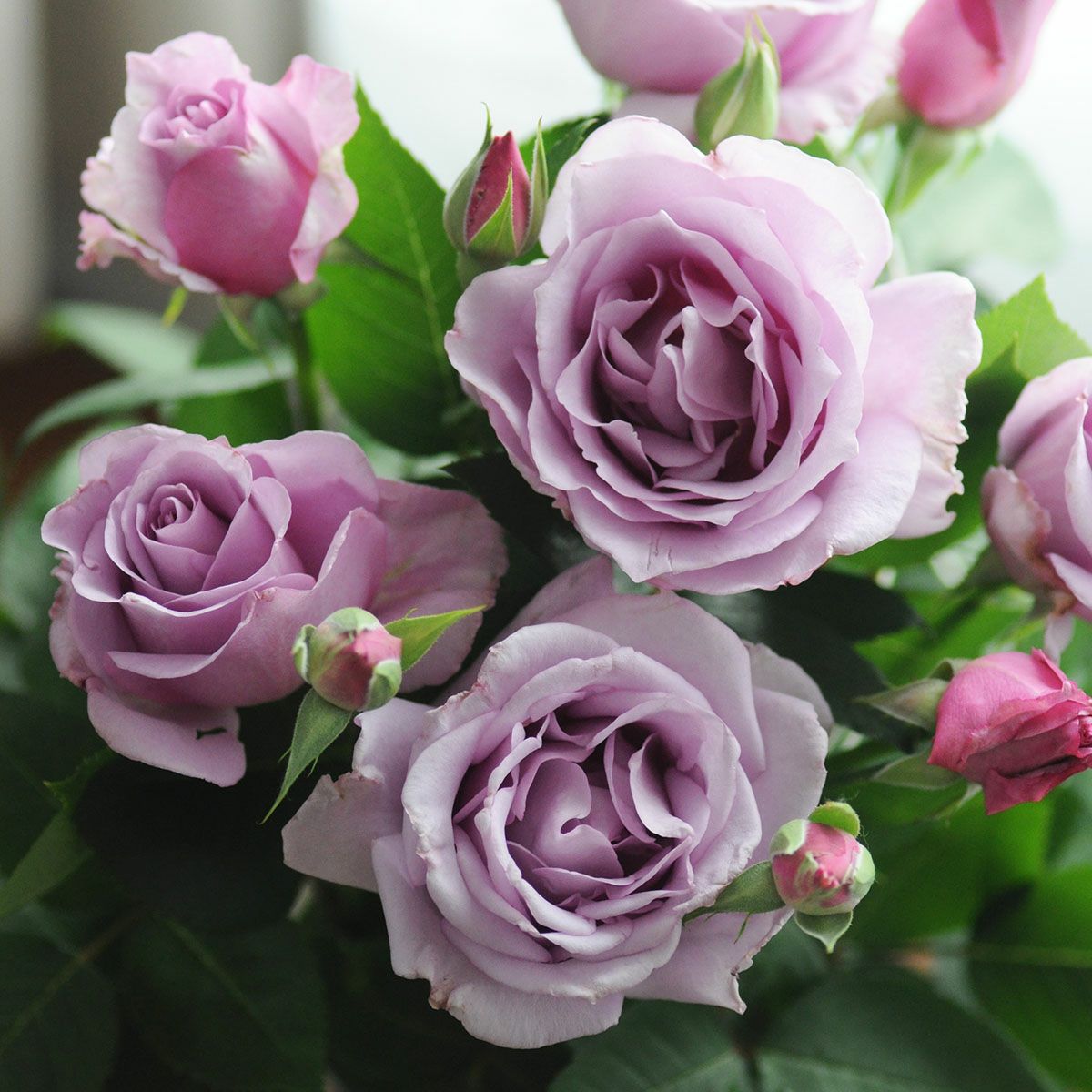 予約苗 バラ苗 【夜来香 (イエライシャン)】 (大苗裸苗) フロリバンダ