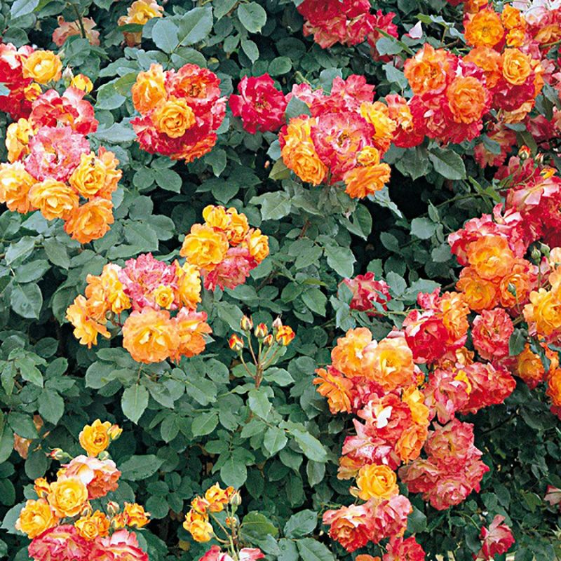 バラ苗 【ふれ太鼓 (ふれだいこ)】 (大苗) つるバラ 四季咲き 中輪 複