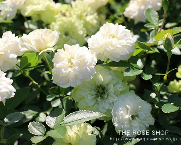 バラ苗 【グリーンアイス】 ミニチュアローズ 四季咲き 小輪 複色系