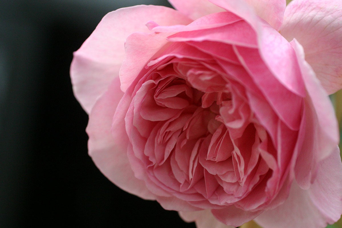 バラ苗 ソニアリキエル