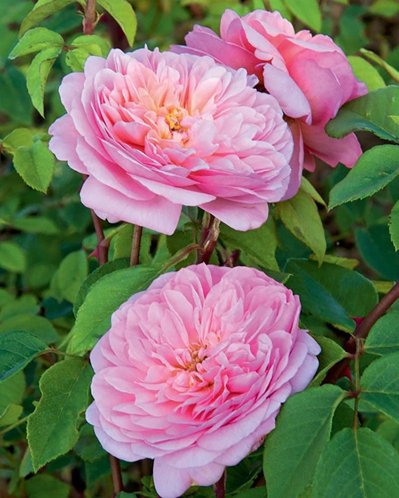 バラ苗 ソニアリキエル