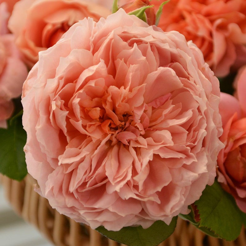 バラ苗 ムーランドラギャレット