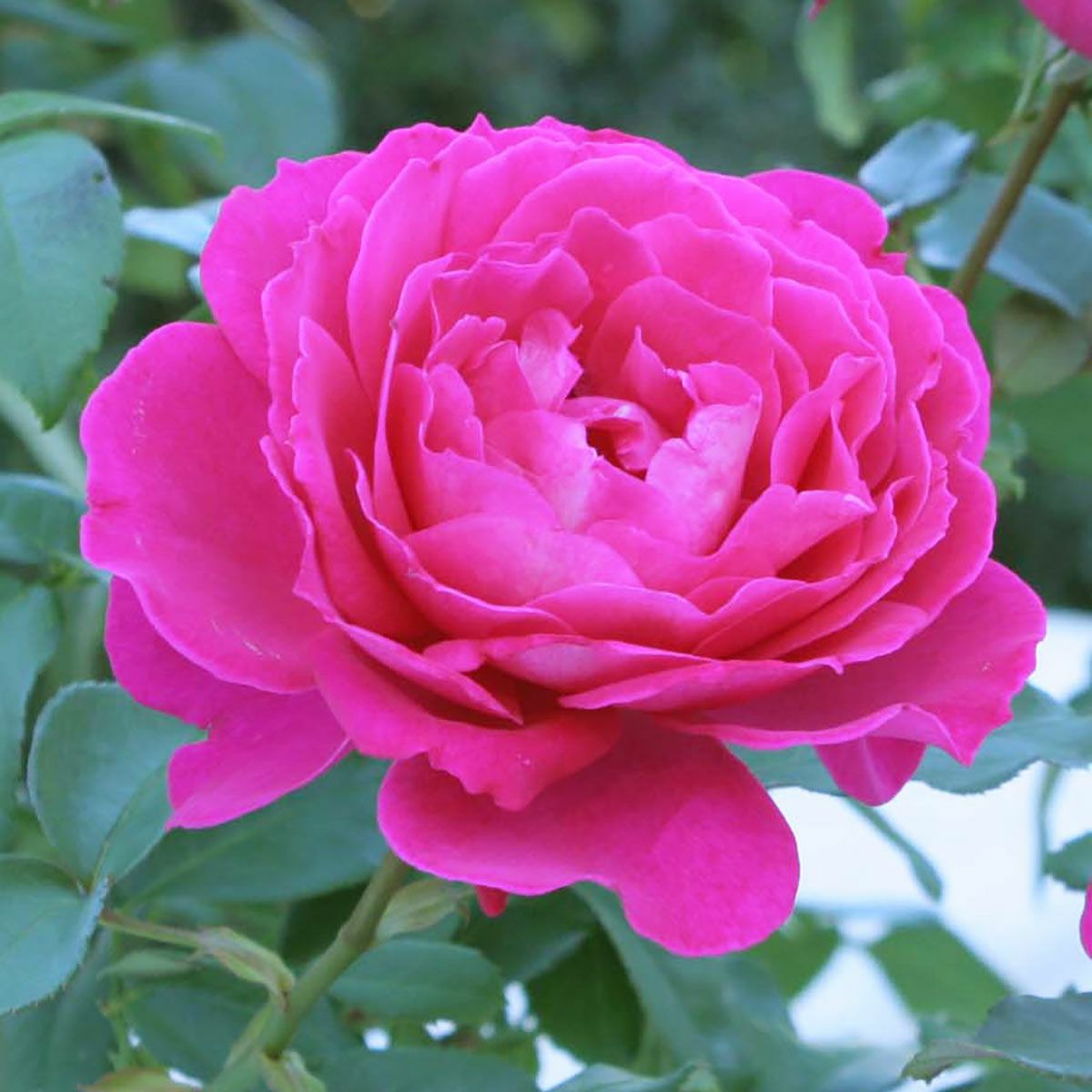 バラ苗 【王妃アントワネット】 (大苗) ハイブリッドティー 四季咲き