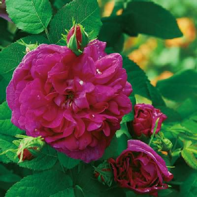 オールドローズ | THE ROSE SHOP｜バラ専門店 ザローズショップ 本店