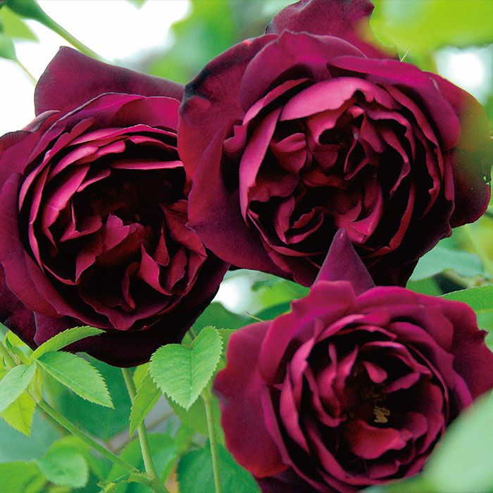 オールドローズ | THE ROSE SHOP｜バラ専門店 ザローズショップ 本店