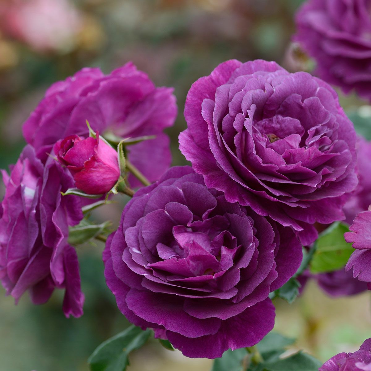 バラ苗 【ミステリューズ】 (大苗) シュラブ 半つる性 返り咲き 中輪