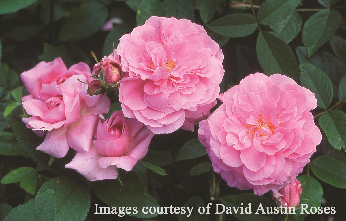 バラ苗ザメイフラワー