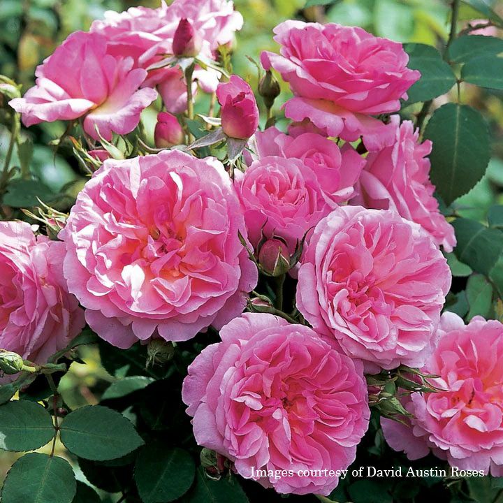 バラ苗 【ハイドホール】 (大苗) シュラブ 半つる性 返り咲き 中輪