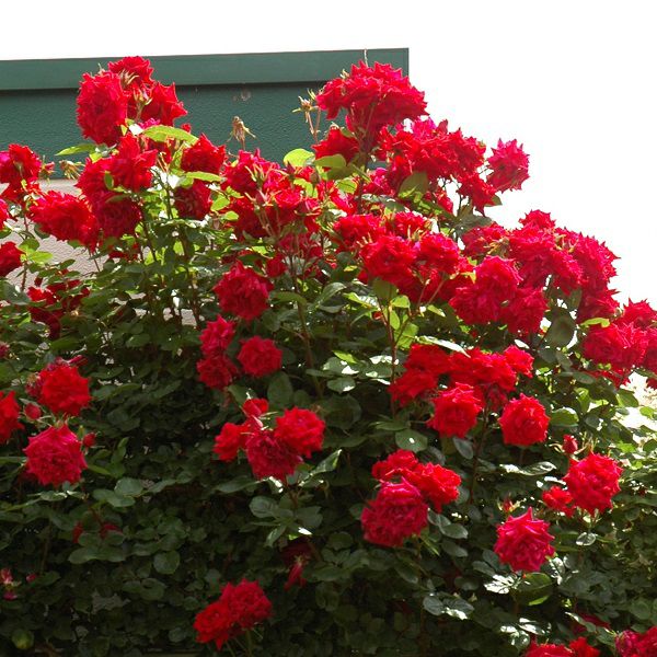 バラ苗 【アンクルウォルター】 (アウトレット苗) つるバラ 四季咲き