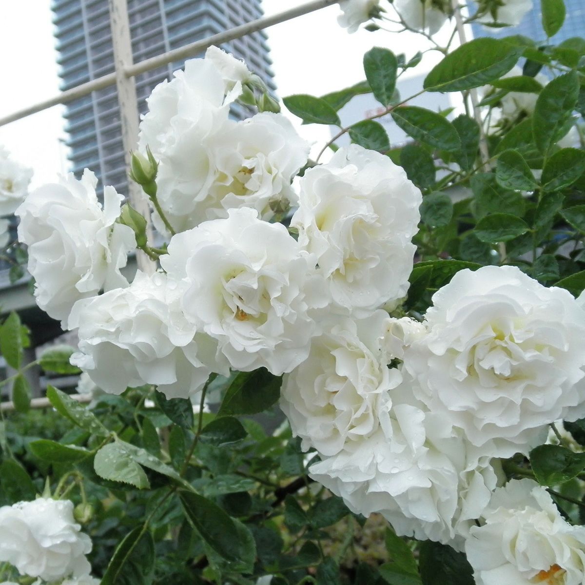 バラ苗 【つるサマースノー】 (アウトレット苗) つるバラ 一季咲き 中