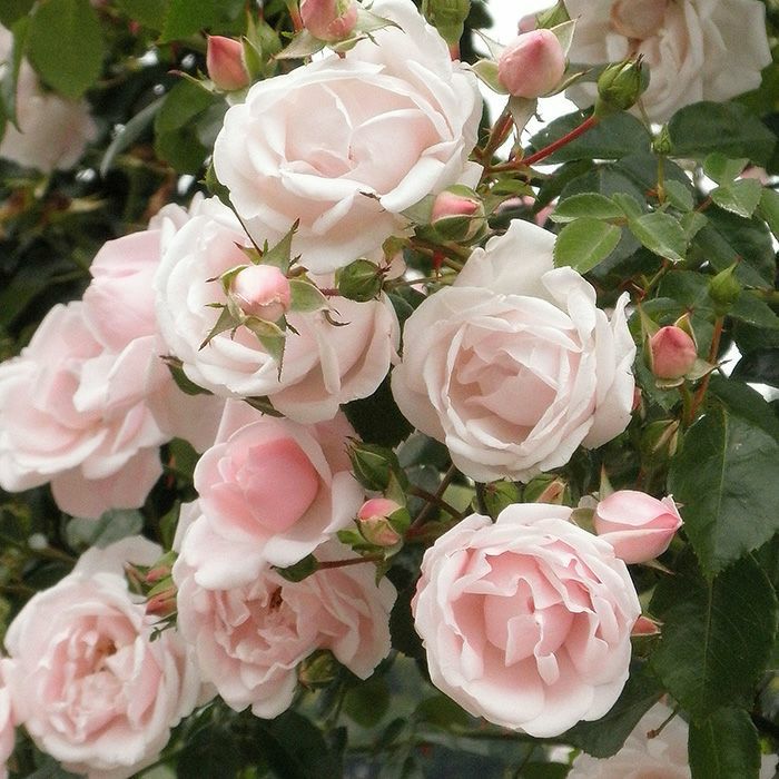 バラ売り可 バラ苗 【ニュードーン】 (アウトレット苗) つるバラ 四季咲き 中輪