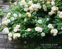 バラ苗バフビューティー