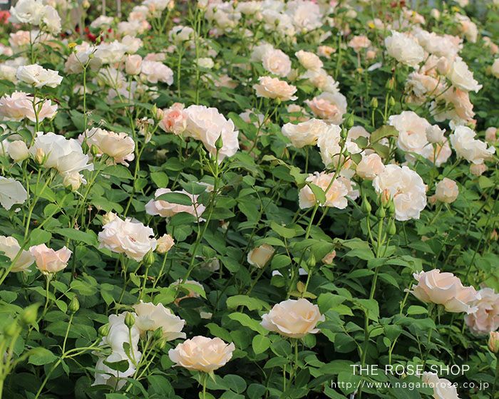 バラ苗 【ロココ】 (アウトレット苗) つるバラ 返り咲き 大輪 オレンジ