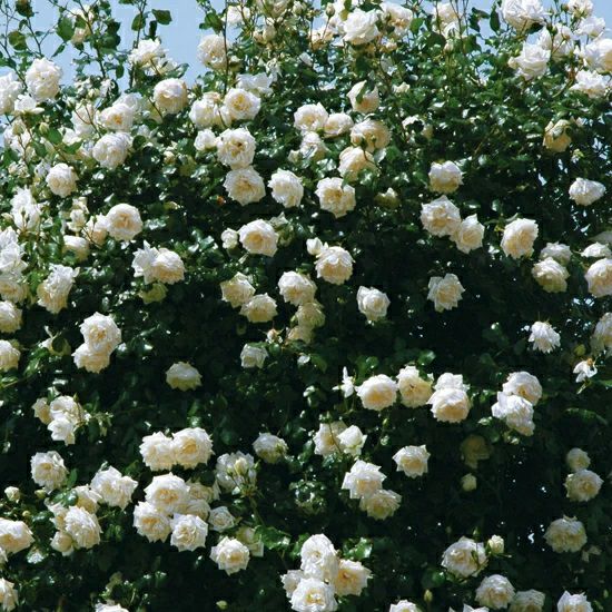 バラ苗 【新雪 (しんせつ)】 (アウトレット苗) つるバラ 四季咲き 大輪