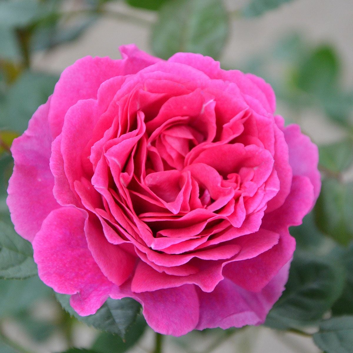 バラ苗 【レジーナ】 (大苗) フロリバンダ 四季咲き 大輪 ピンク系