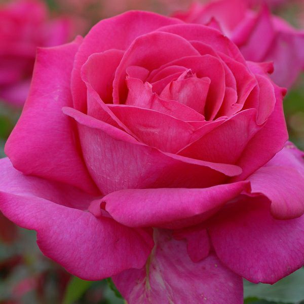 バラ苗パローレ