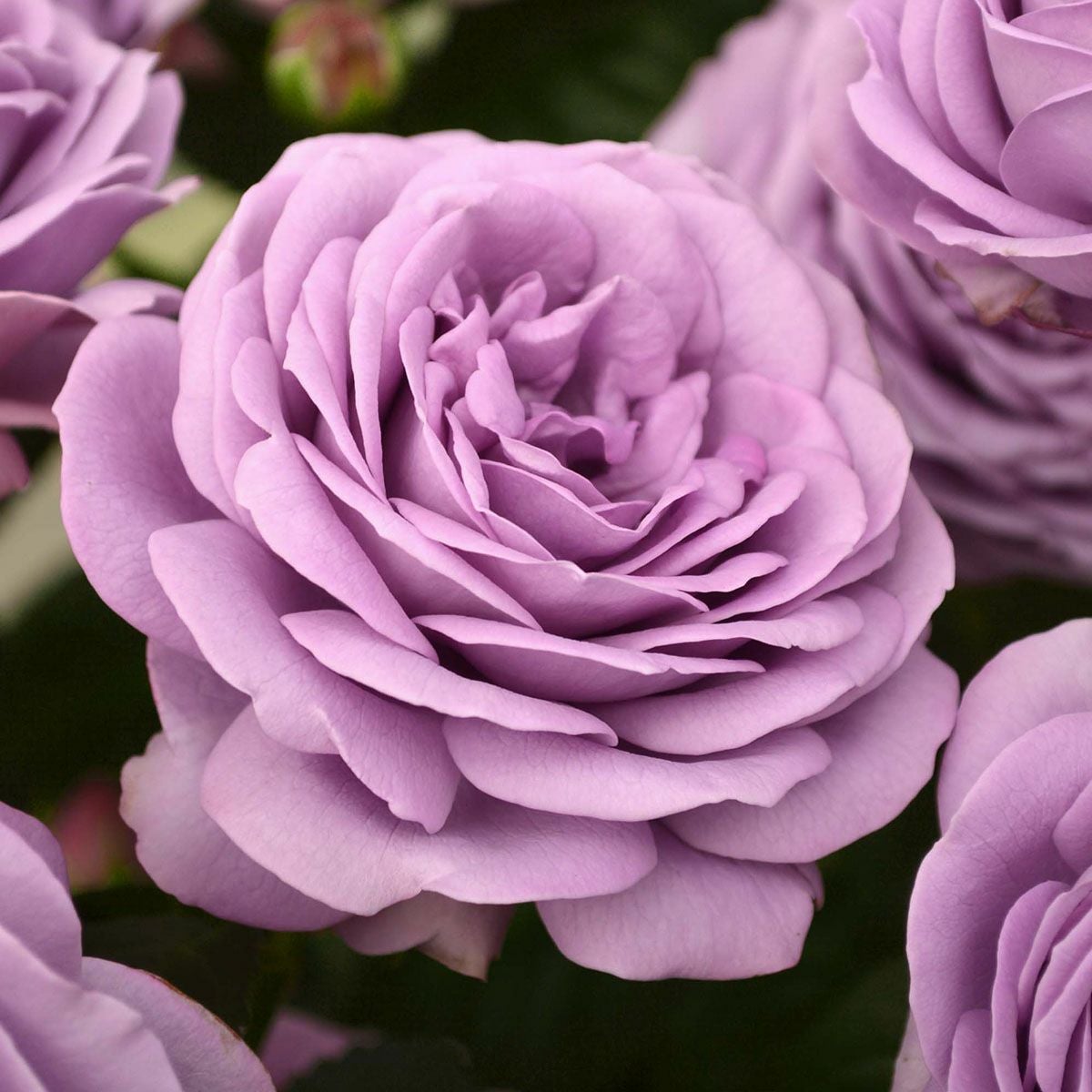 予約苗 バラ苗 【カインダブルー】 (新苗) ハイブリッドティー