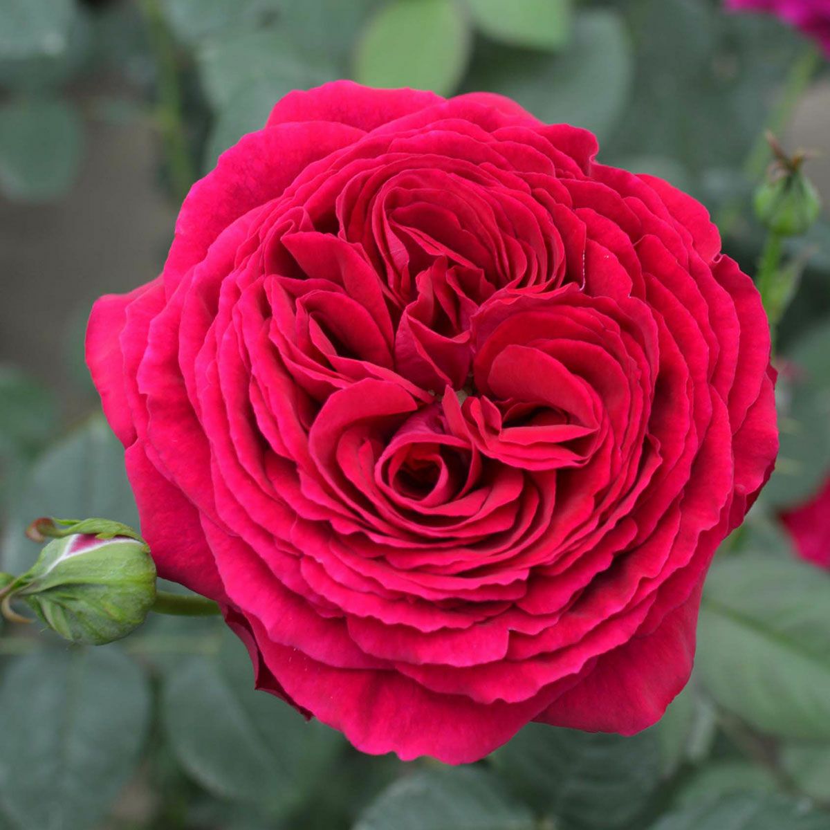 バラ苗 【ゴスペル】 (新苗) ハイブリッドティー 四季咲き 大輪 赤系