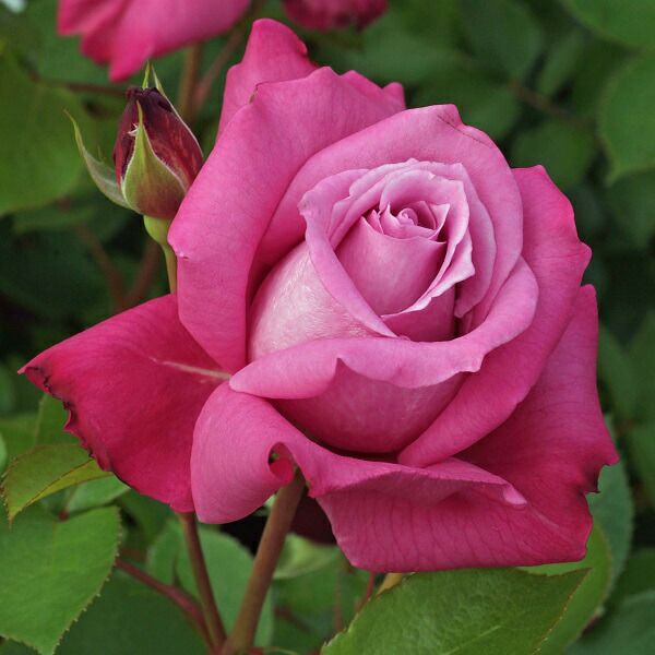 予約苗 バラ苗 【ブルーパフューム】 (新苗) ハイブリッドティー