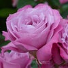 バラ苗ブルーパフューム