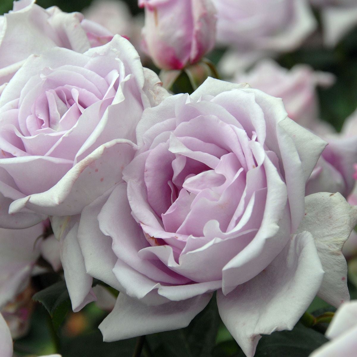 バラ苗 【ブルームーン】 (アウトレット苗) ハイブリッドティー