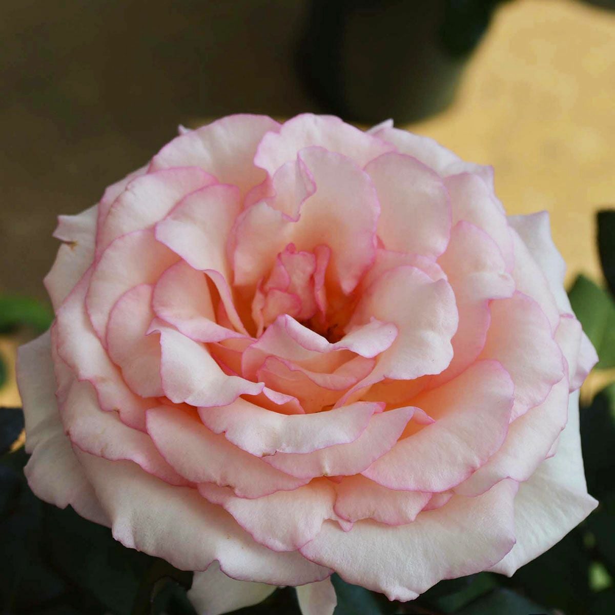 予約苗 バラ苗 【ルイの涙 (るいのなみだ)】 (新苗) ハイブリッド