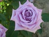バラ苗マミーブルー