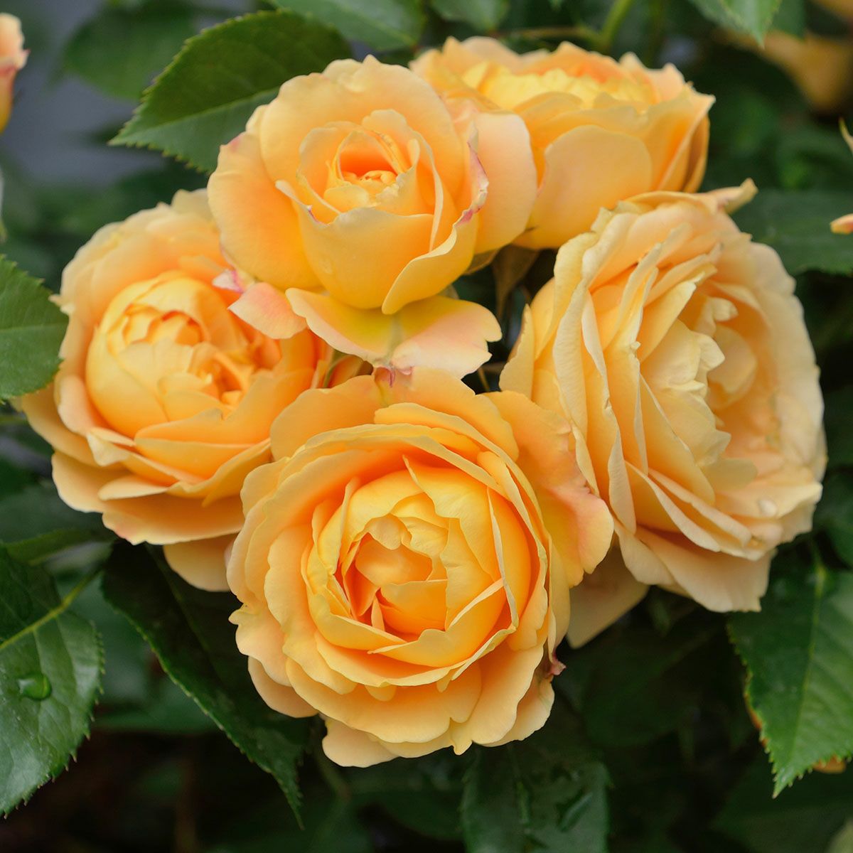 予約苗 バラ苗 【ラドルチェヴィータ】 (新苗) フロリバンダ 四季咲き