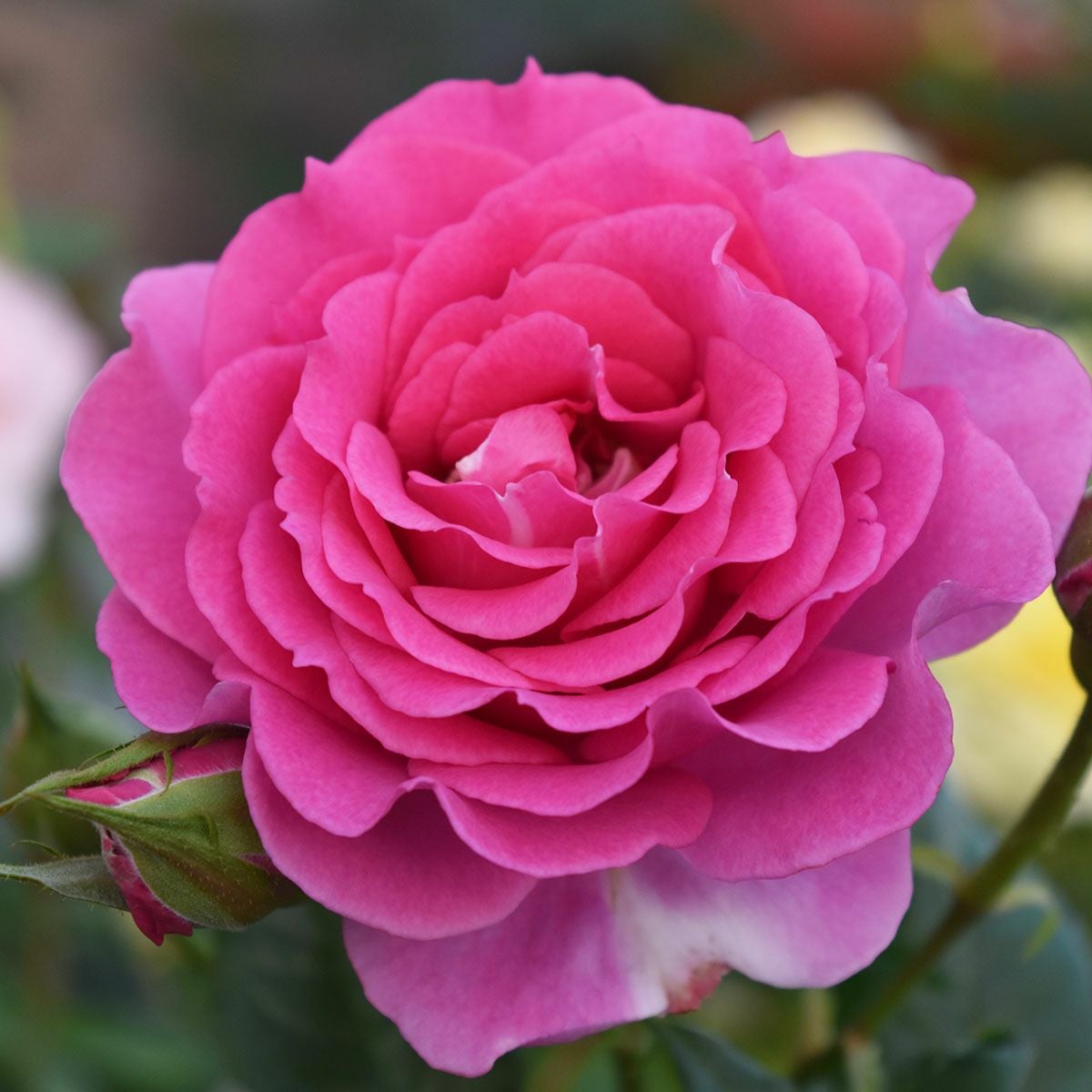 バラ苗 【エマ】 (大苗) フロリバンダ 四季咲き 大輪 ピンク系 ローズ