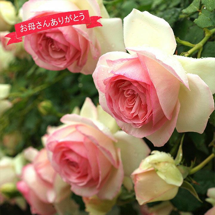 バラ苗大苗ピエールドゥロンサール母の日ギフト