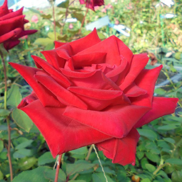 四季咲き大輪 ハイブリッドティー (HT) | THE ROSE SHOP｜バラ専門店