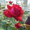 バラ苗クリスチャンディオール