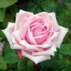 バラ苗ラフランス