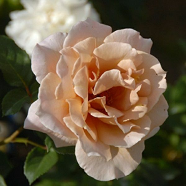 バラ苗 【ジュリア】 (アウトレット苗) ハイブリッドティー 四季咲き