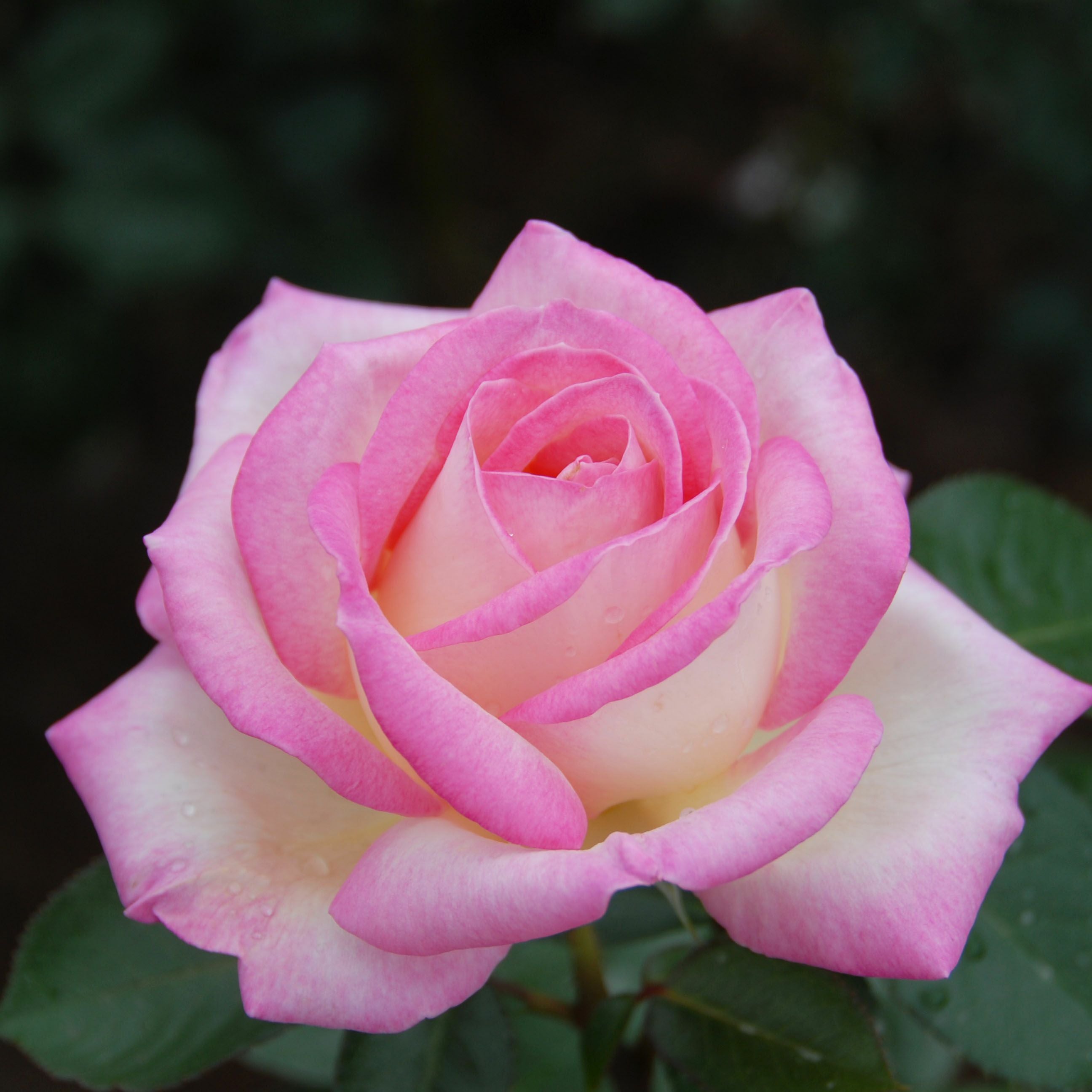 バラ苗 【プリンセスドゥモナコ】 (新苗植え替え) ハイブリッドティー