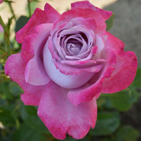 四季咲き大輪 ハイブリッドティー (HT) | THE ROSE SHOP｜バラ専門店